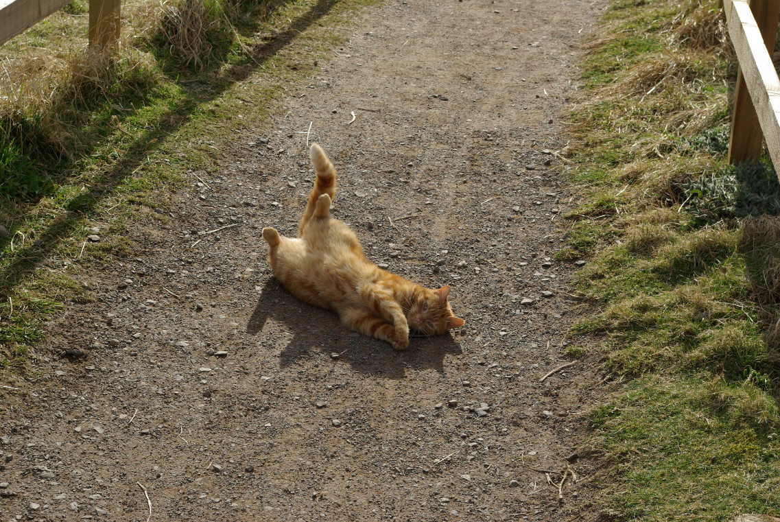 A photo of a ginger cat relaxing on a path