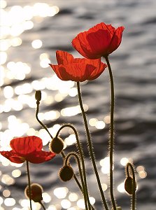 remembrance poppy